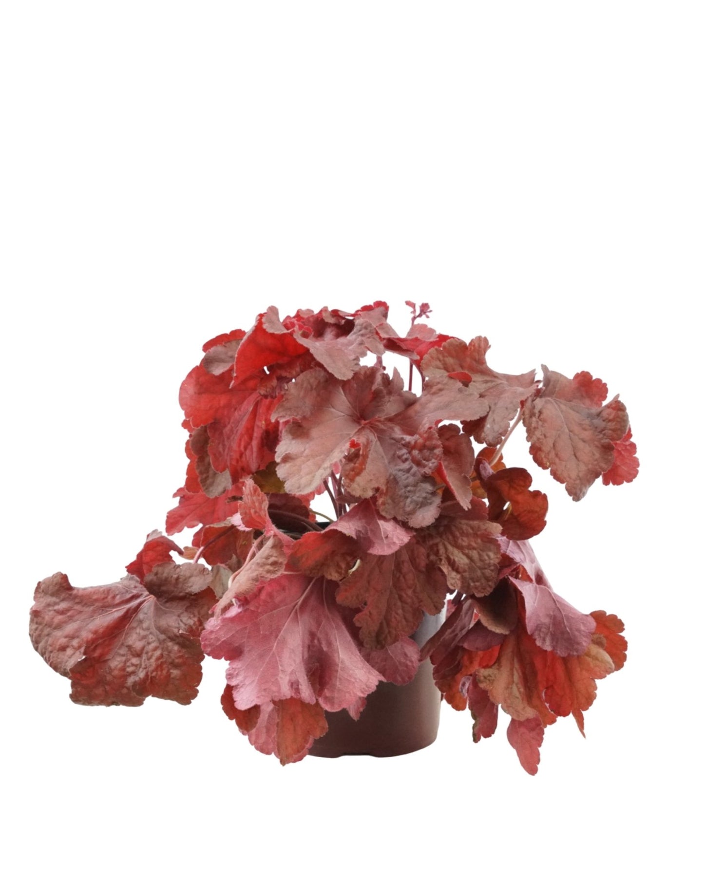 Heuchera 'Testarossa' - The Garden Corner