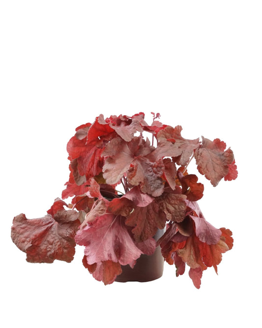 Heuchera 'Testarossa' - The Garden Corner