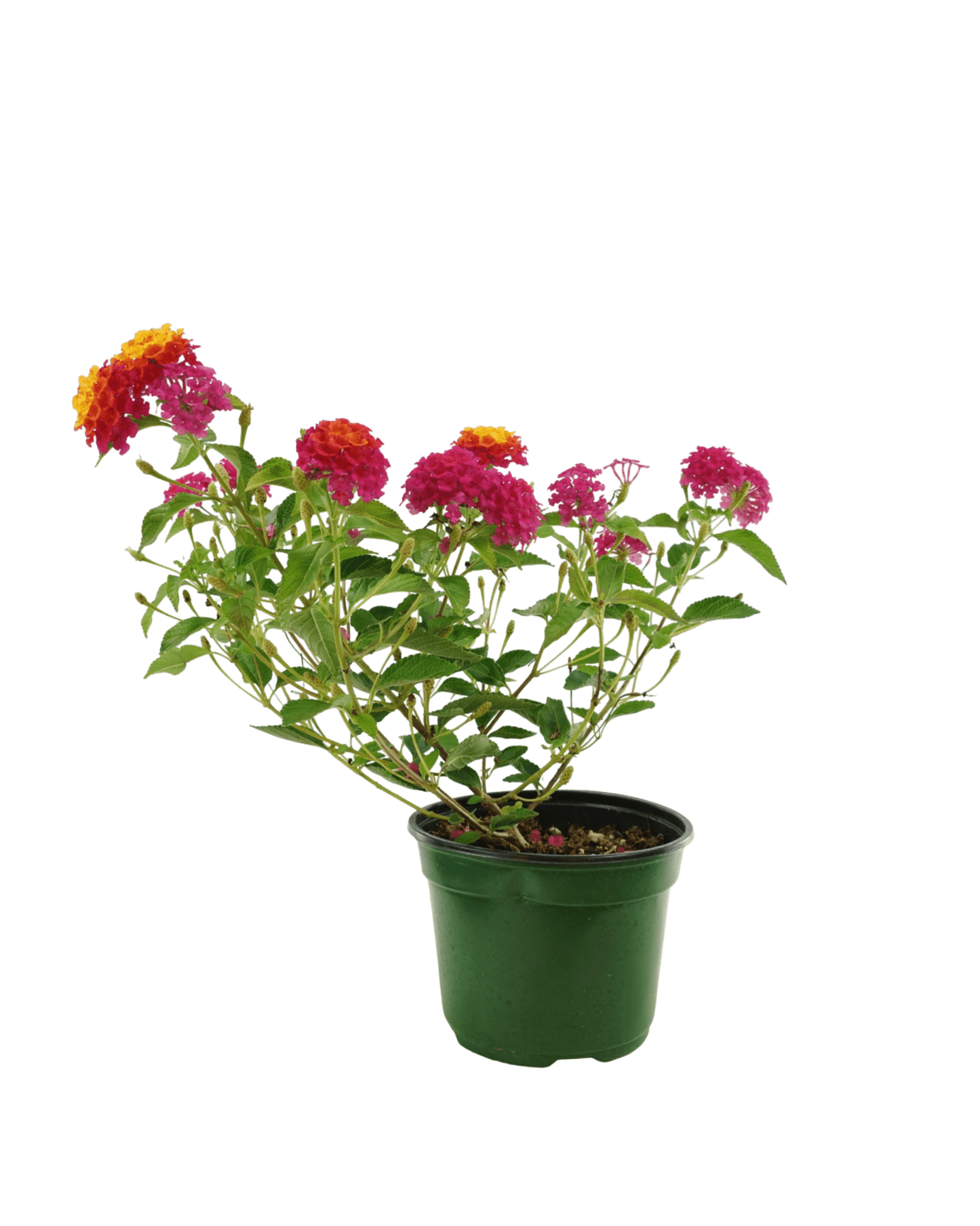 Lantana 'Landmark Sunrise Rose' - The Garden Corner