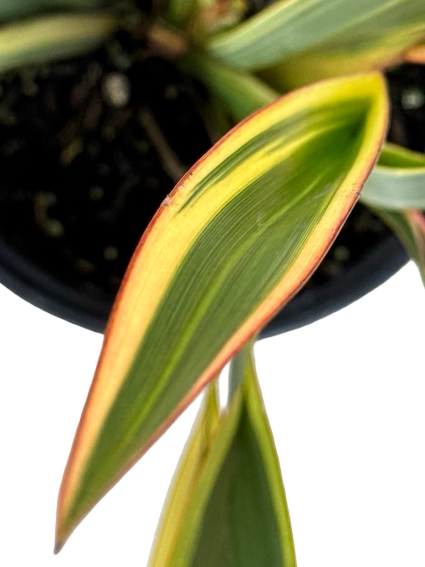 Phormium 'Duet' - Perennials