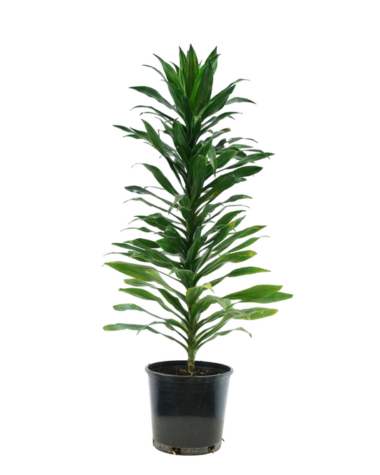 Dracaena 'JC Compacta'