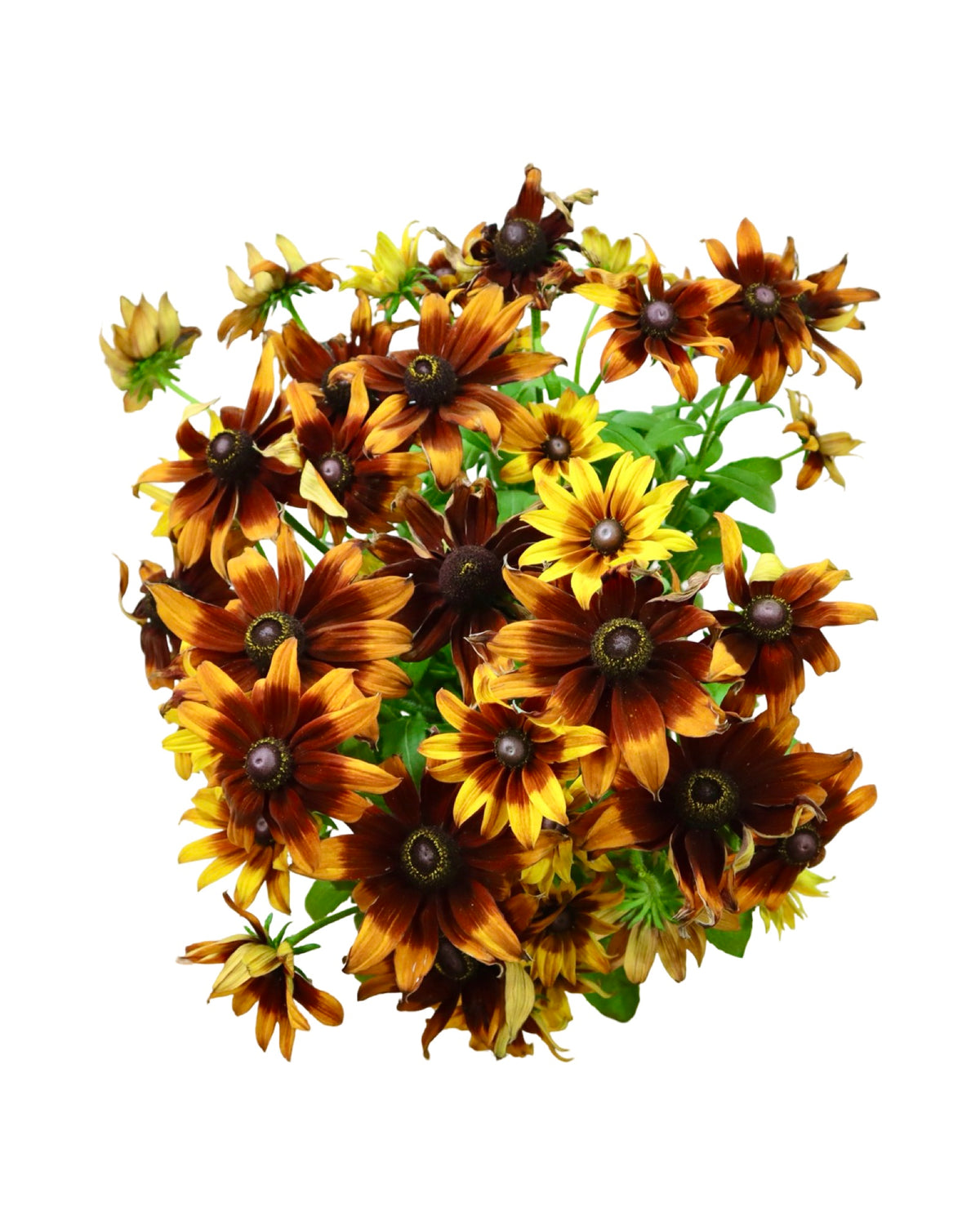 Echibeckia™ Summerina® Sunreef™ - Perennials