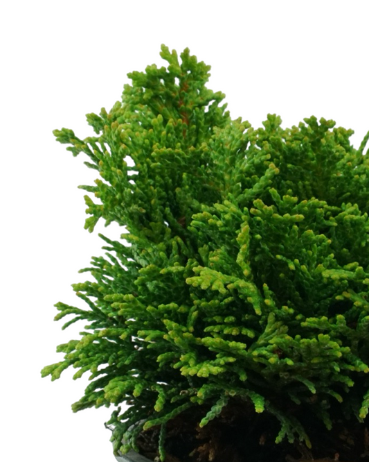 Chamaecyparis obtusa 'Nana'