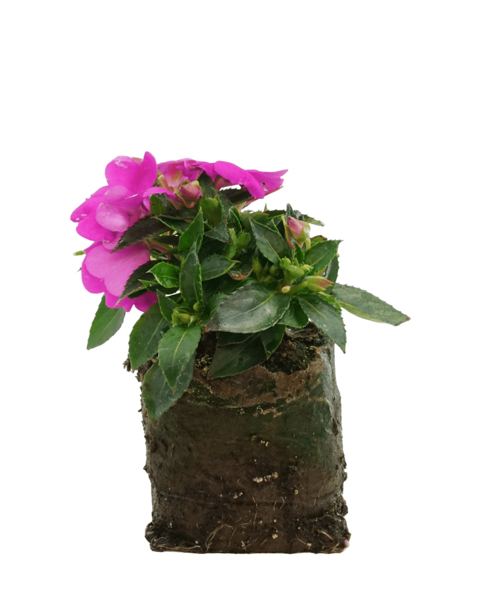 Sunpatiens 'Compact Lilac' - The Garden Corner