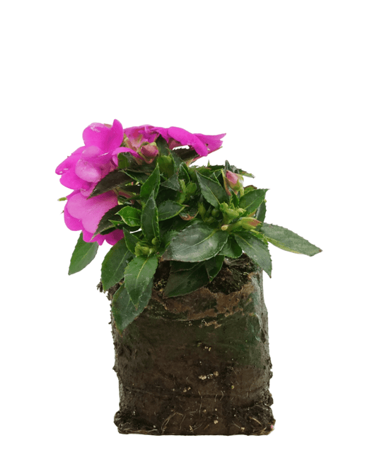 Sunpatiens 'Compact Lilac' - The Garden Corner