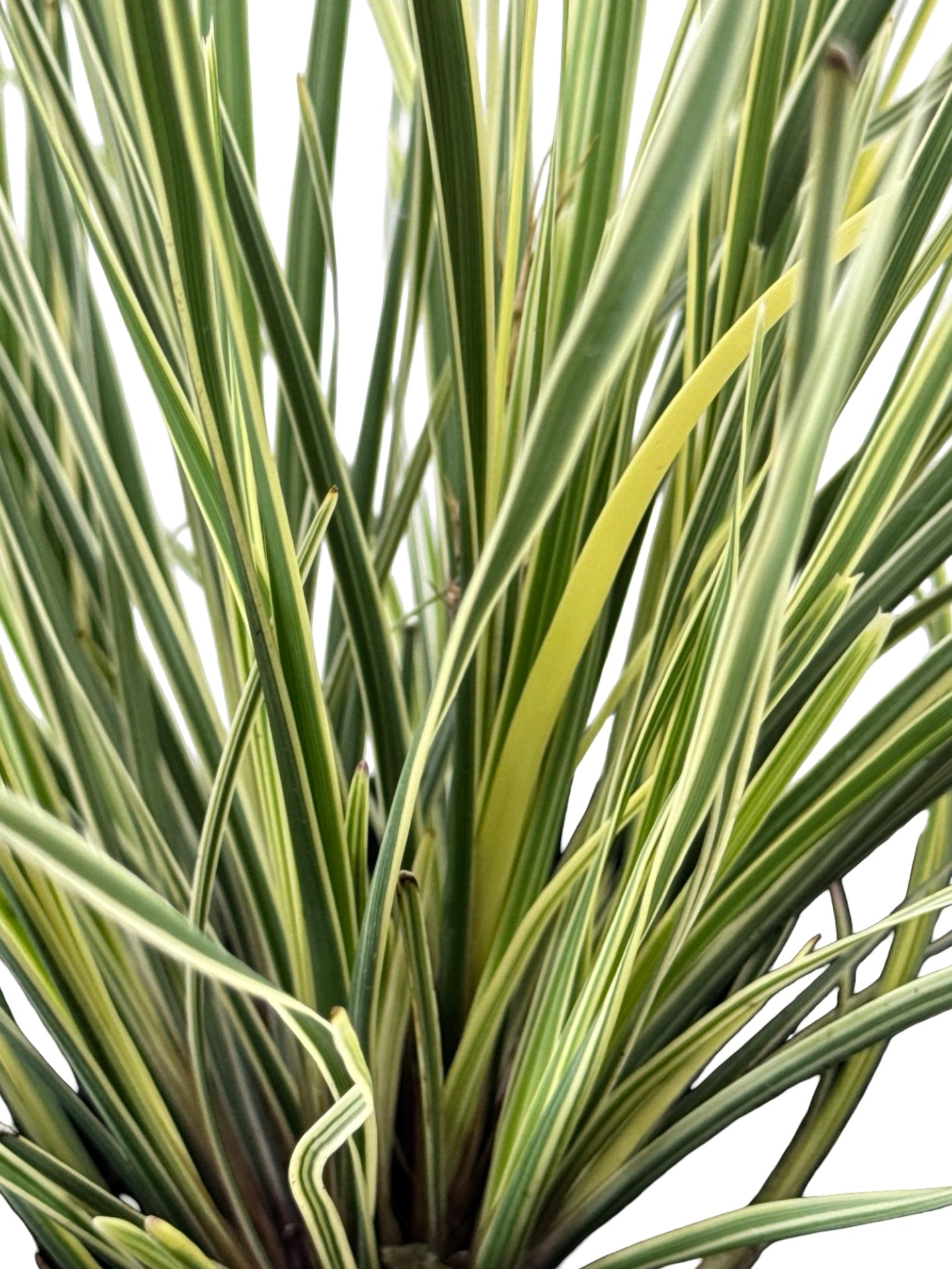 Lomandra longifolia 'Platinum Beauty' - Perennials