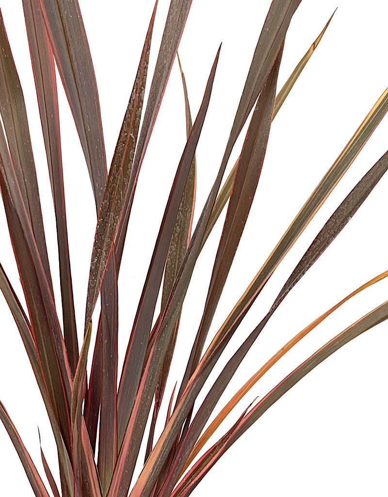 Phormium tenax 'Sundowner'