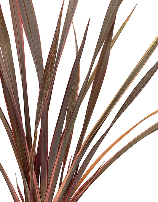 Phormium tenax 'Sundowner'