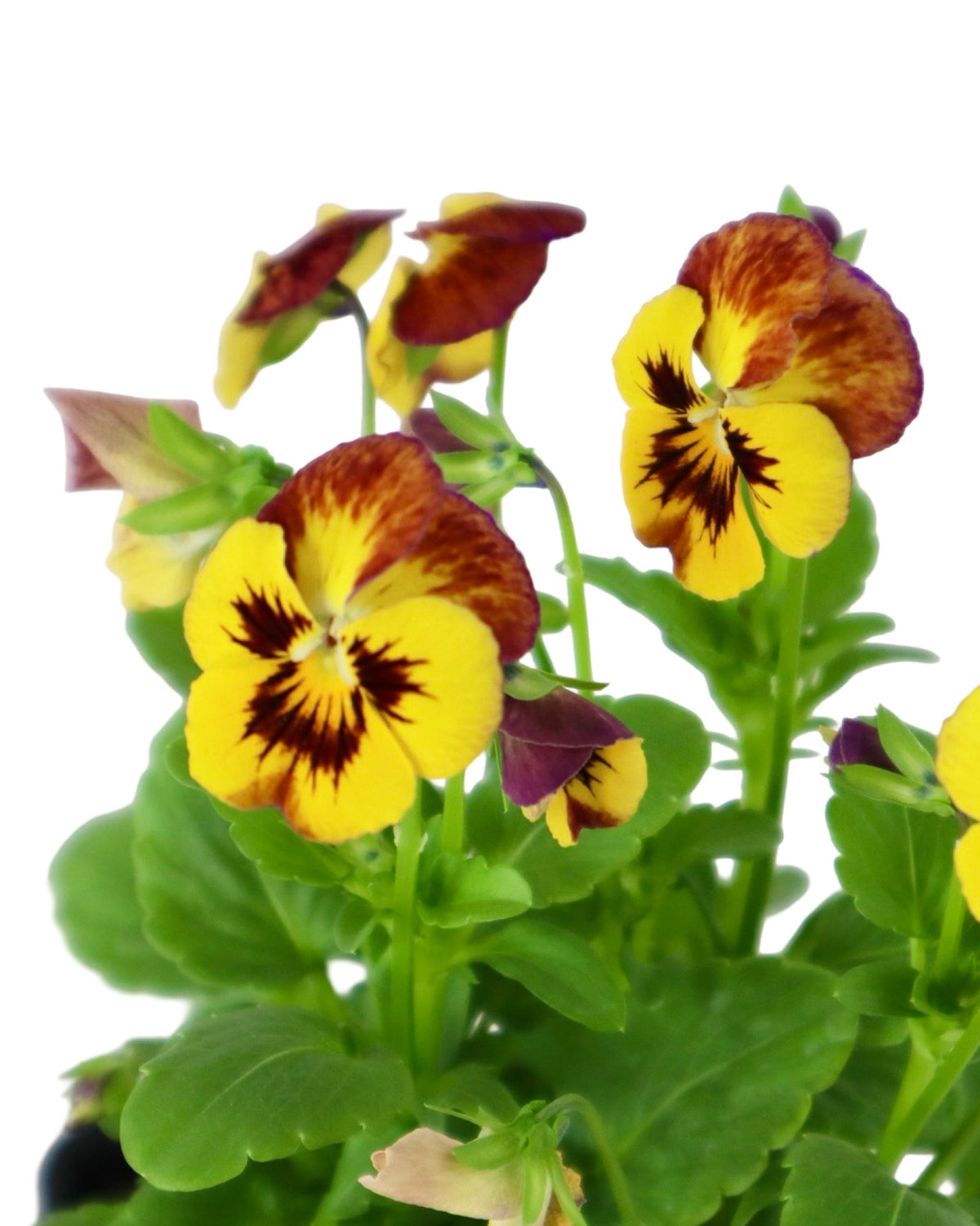 Viola - Seasonal Plant