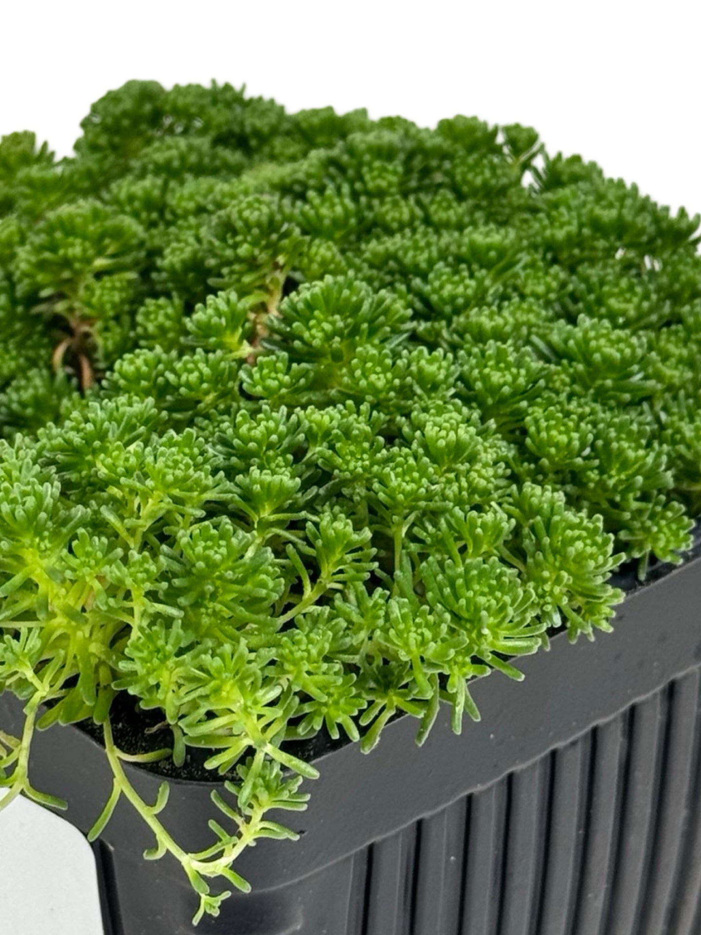 Sedum lydium - Groundcovers