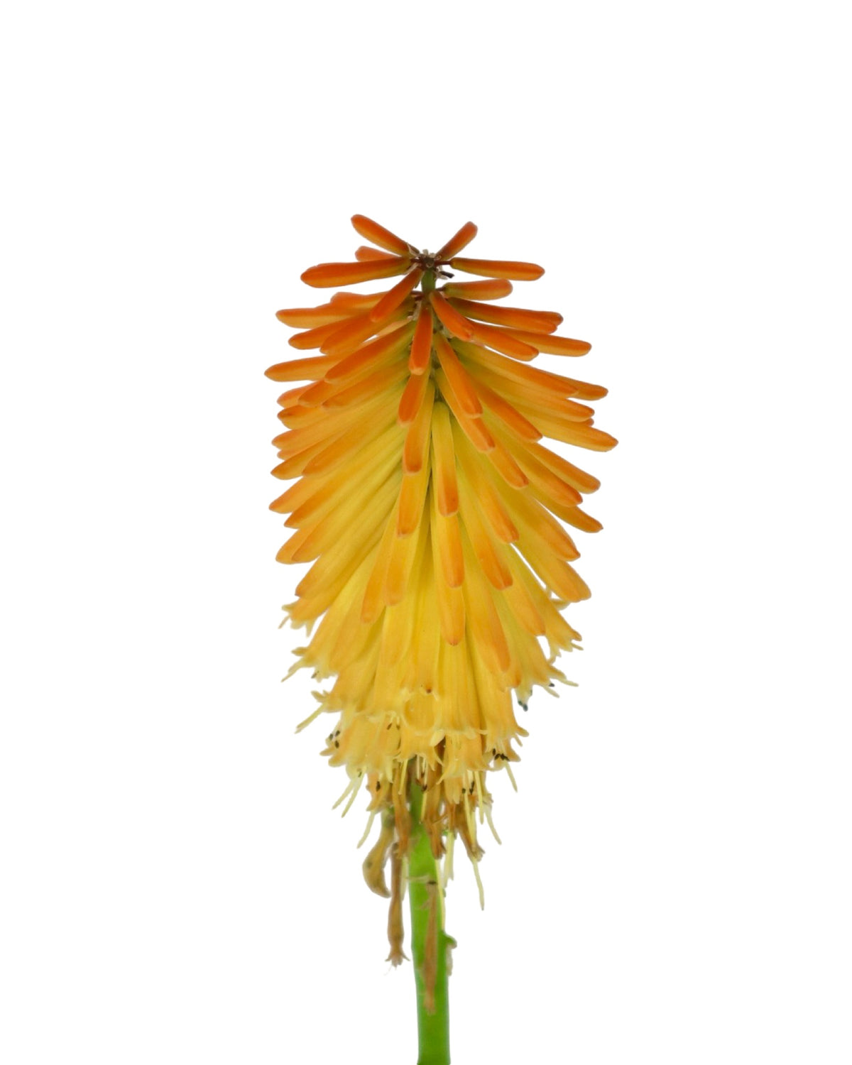 Kniphofia 'Mango Popsicle' - Perennials