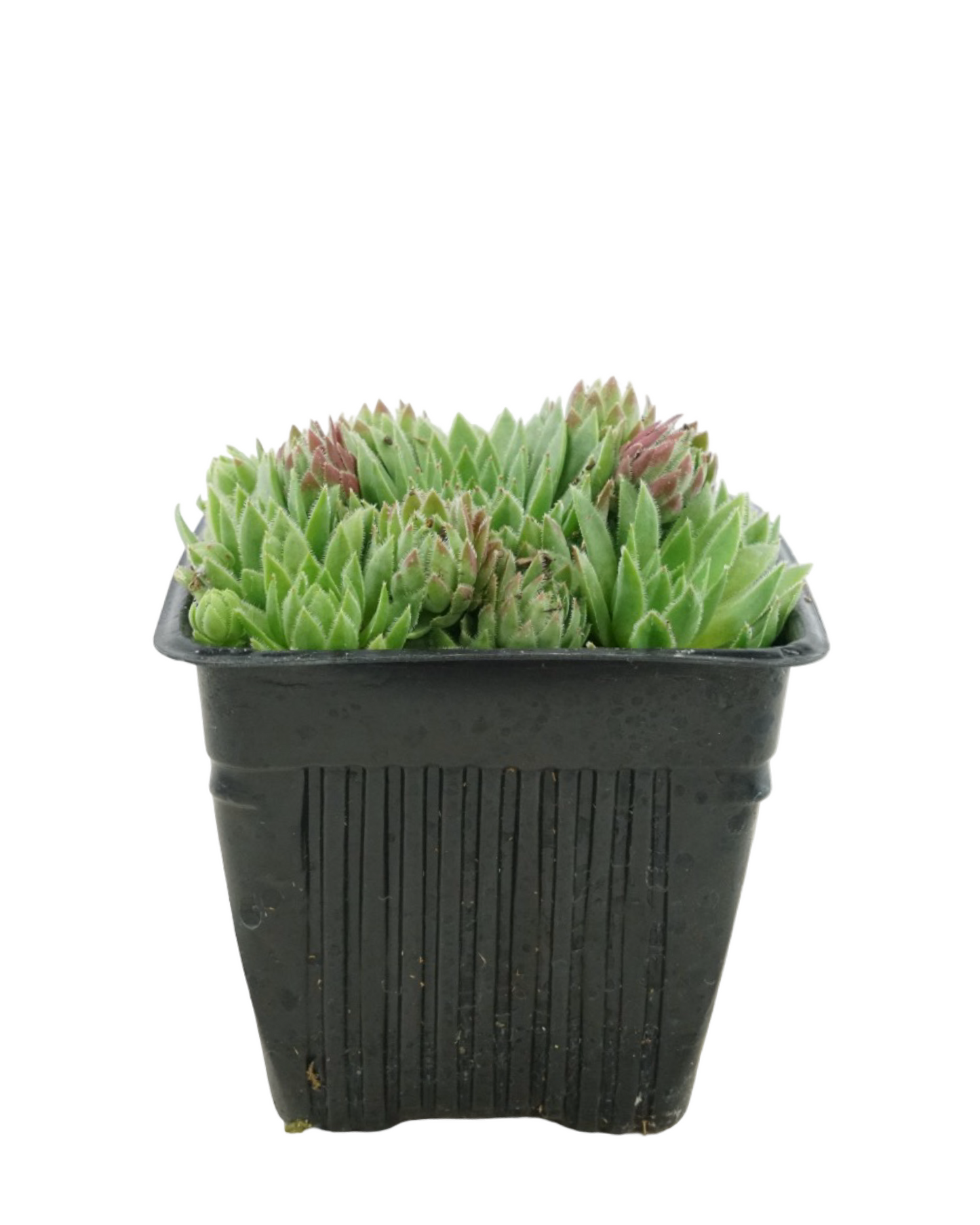 Jovibarba hirta 'Hedgehog' - Perennials