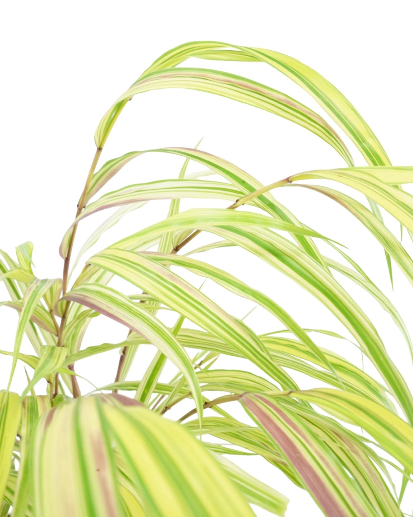 Hakonechloa macra 'Aureola' - The Garden Corner
