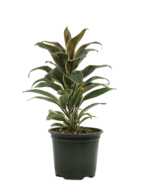 Cordyline 'Chocolate Queen'