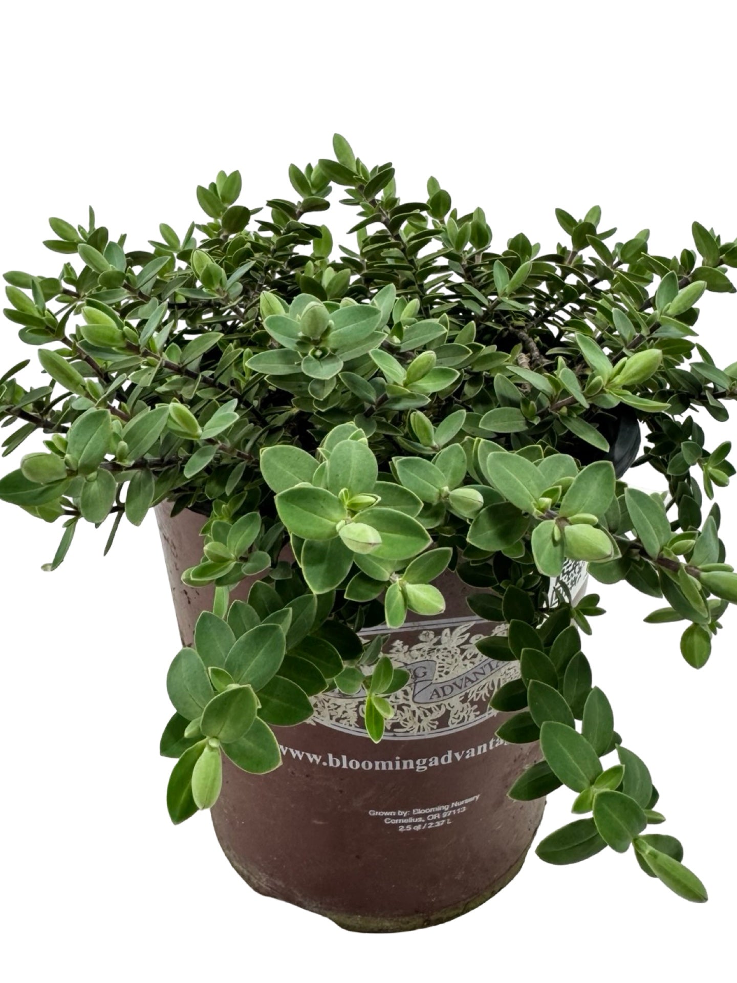 Hebe 'Inverey' - Shrubs