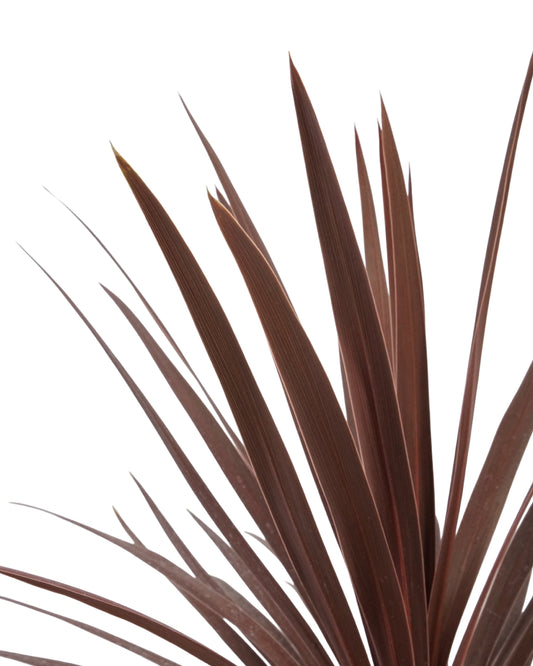 Cordyline australis 'Red Star'