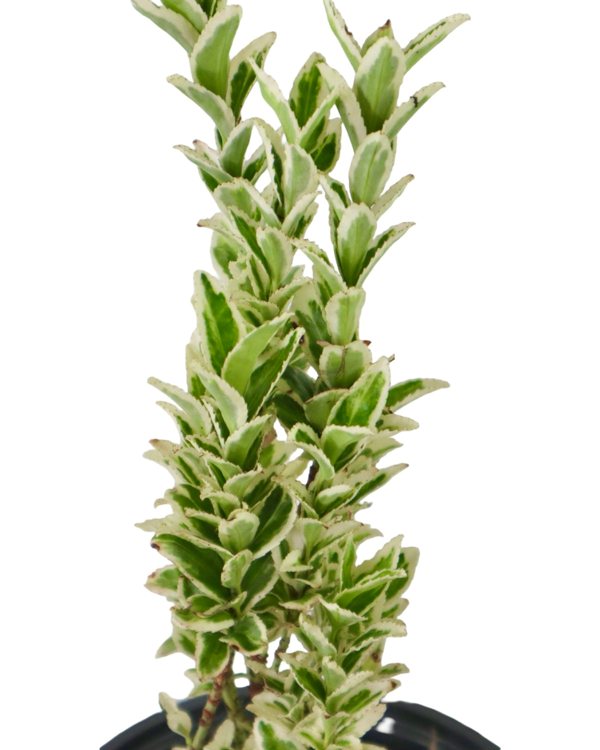 Euonymus japonicus 'White Spire' - Shrubs