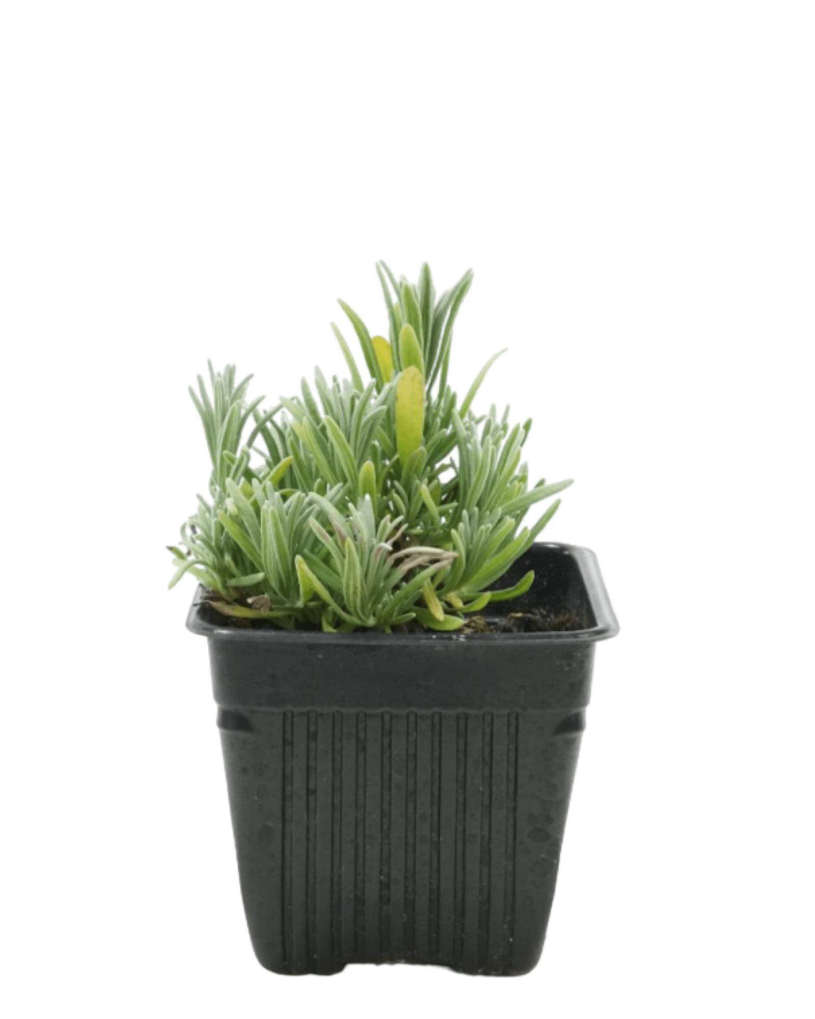 Lavandula 'Edelweiss' - The Garden Corner