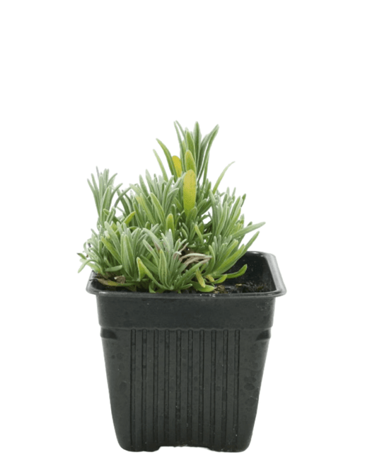 Lavandula 'Edelweiss' - The Garden Corner