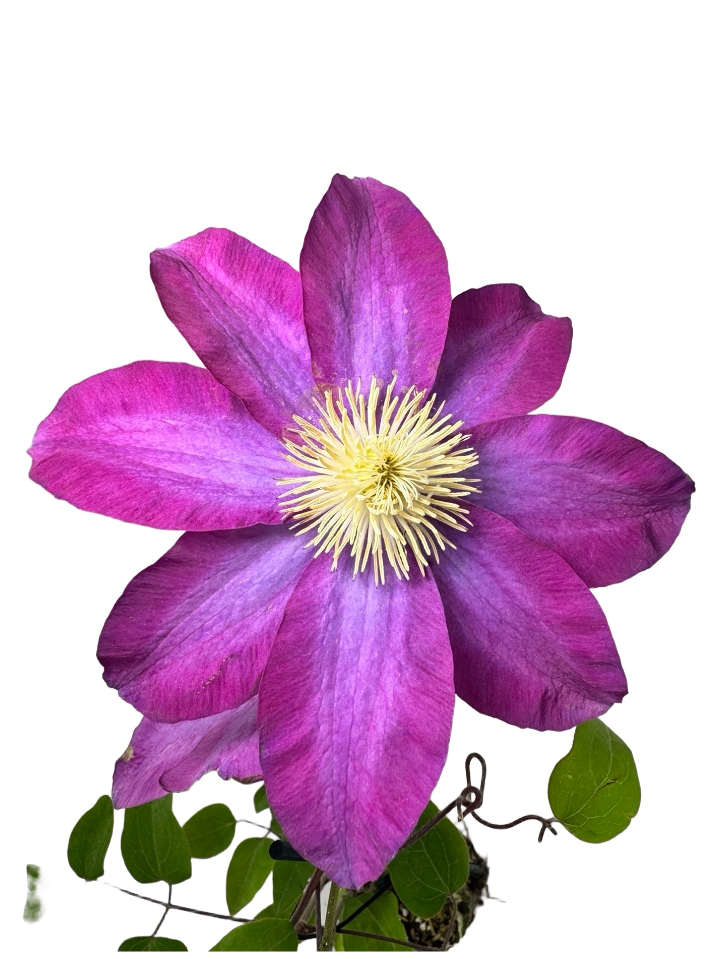 Clematis 'Pink Champagne' - Shrubs