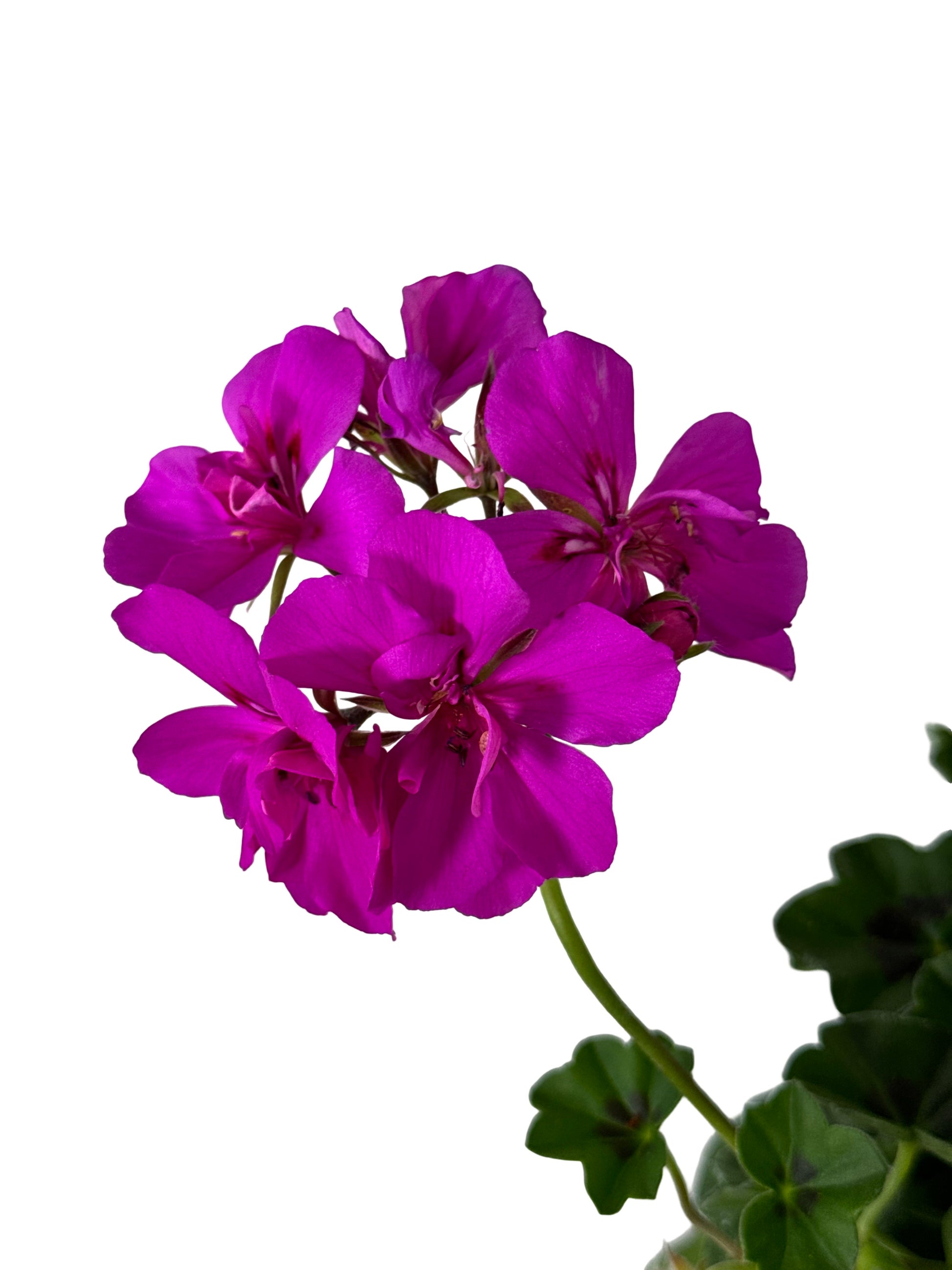 Geranium Ivy Focus™ 'Shocking Blue' - Annuals