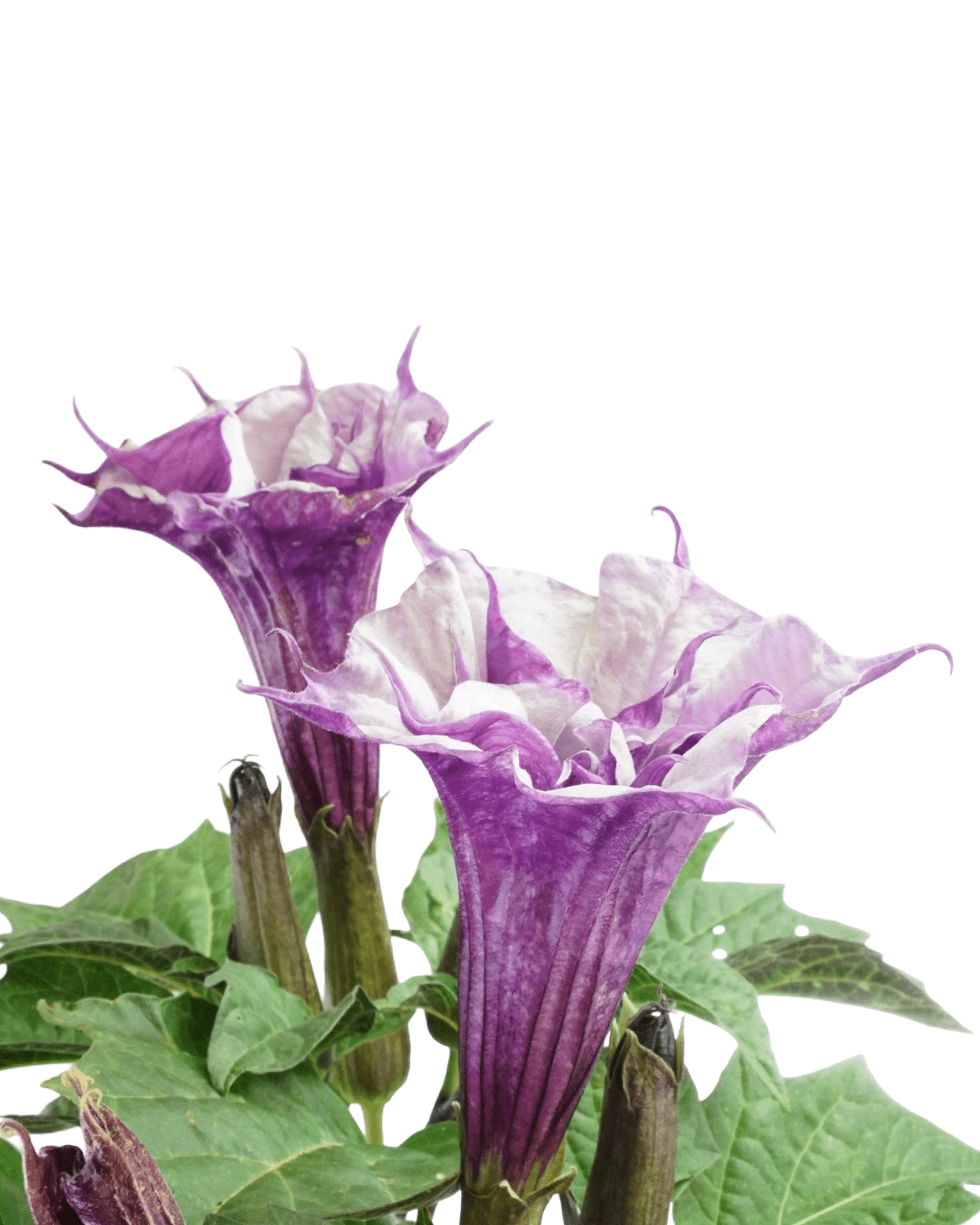 Datura 'Double Lavender' - The Garden Corner