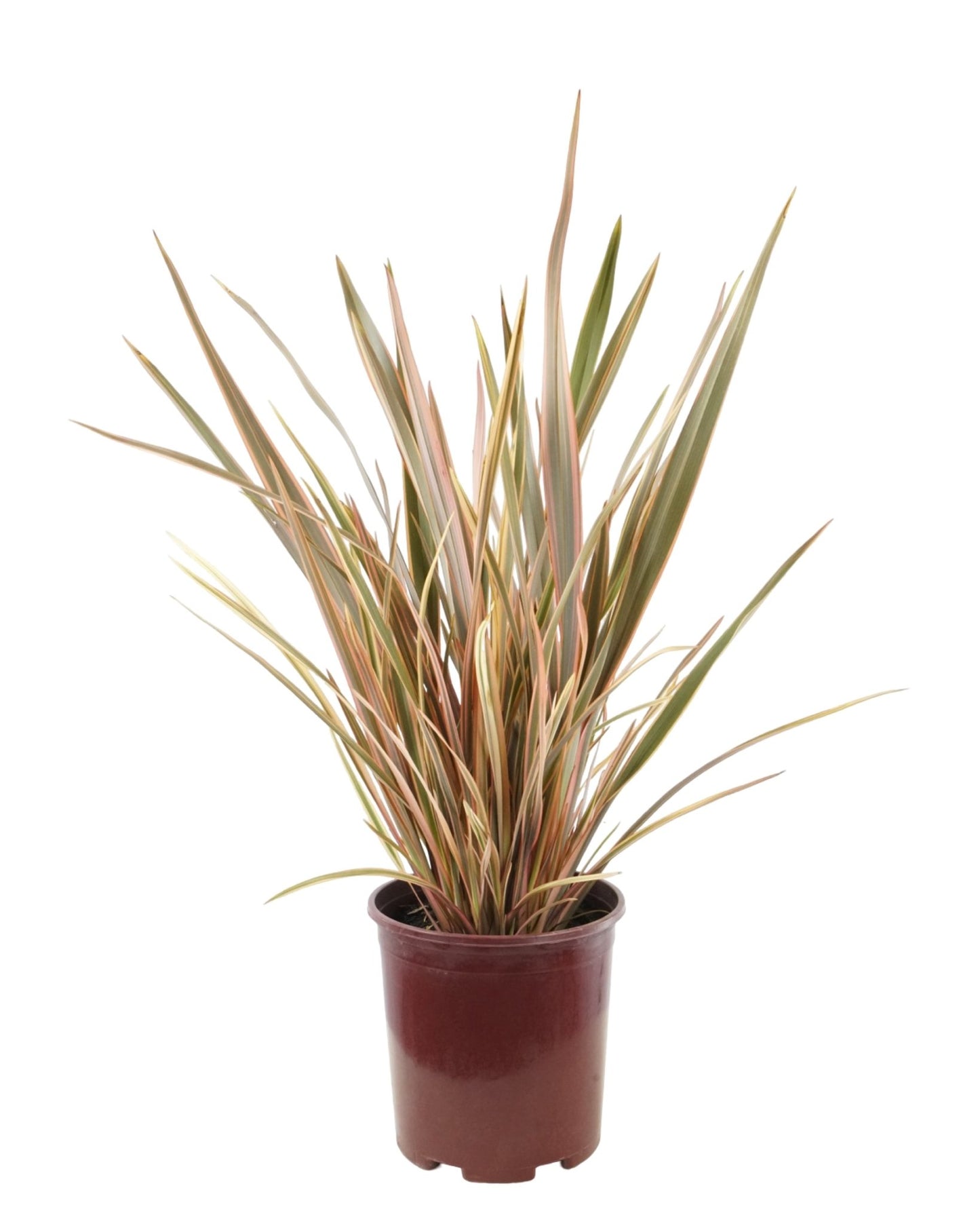 Phormium 'Pink Panther' - The Garden Corner