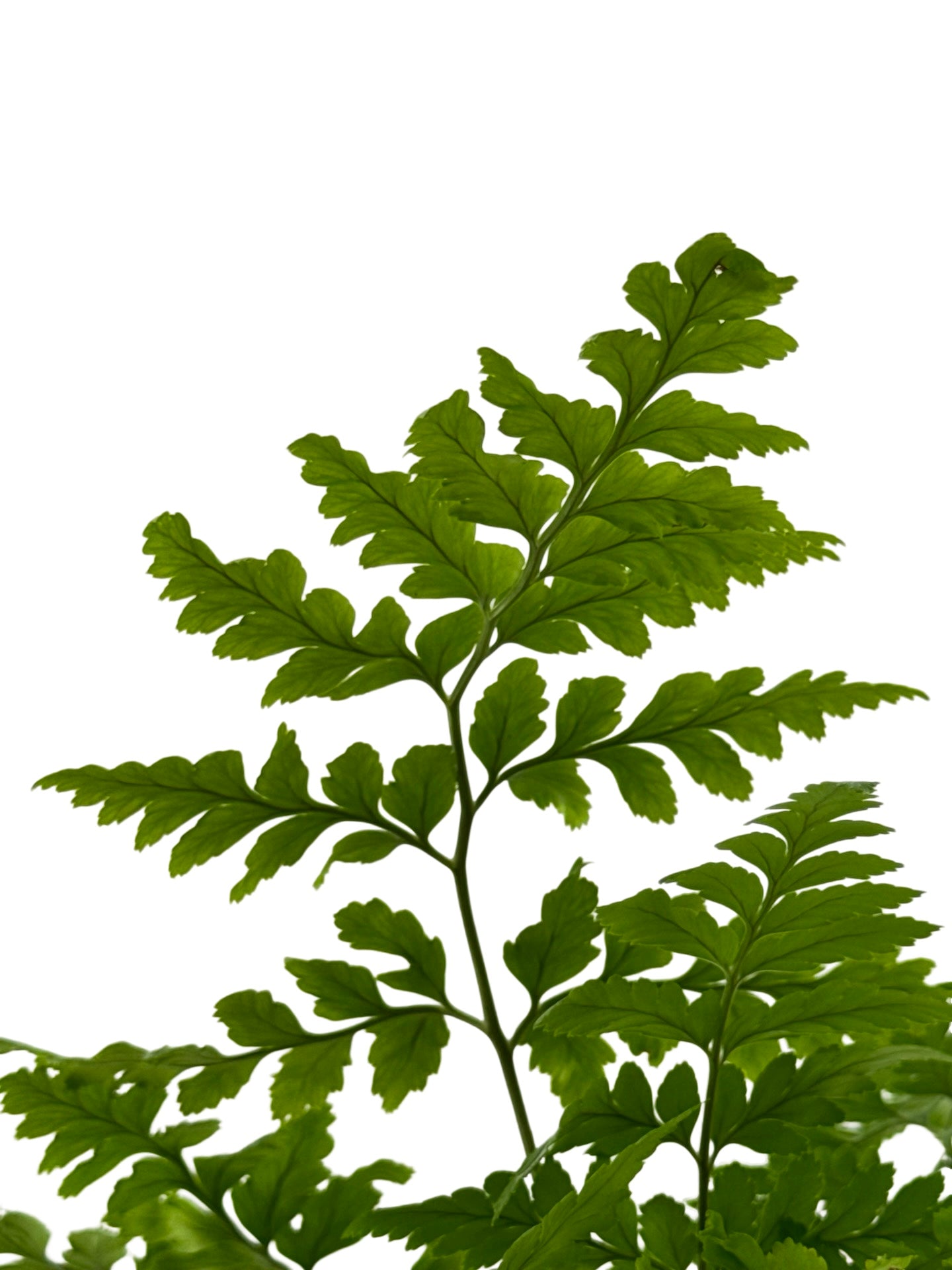 Rumohra adiantiformis - House Plants