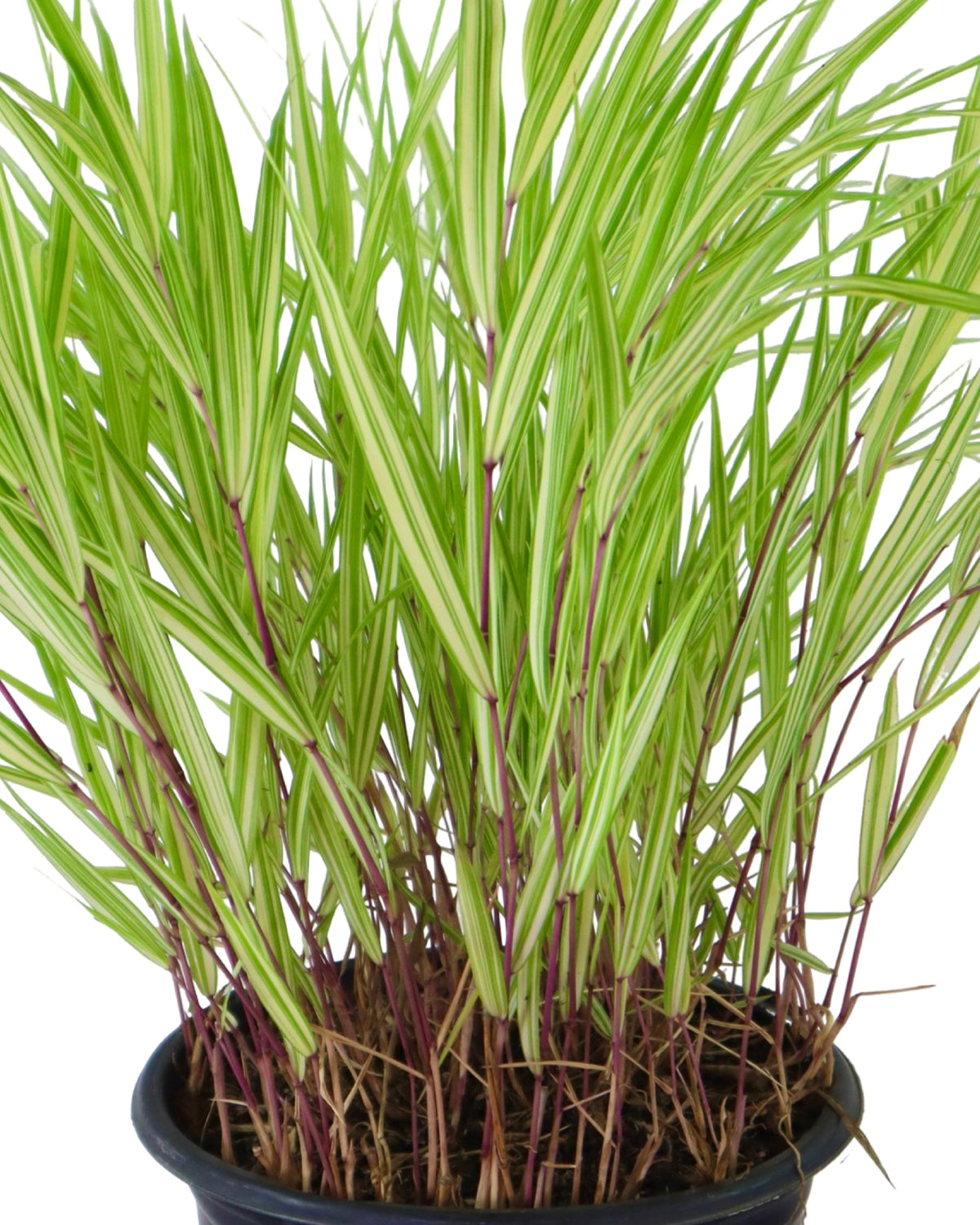 Hakonechloa macra 'Lime Zest' - Perennials