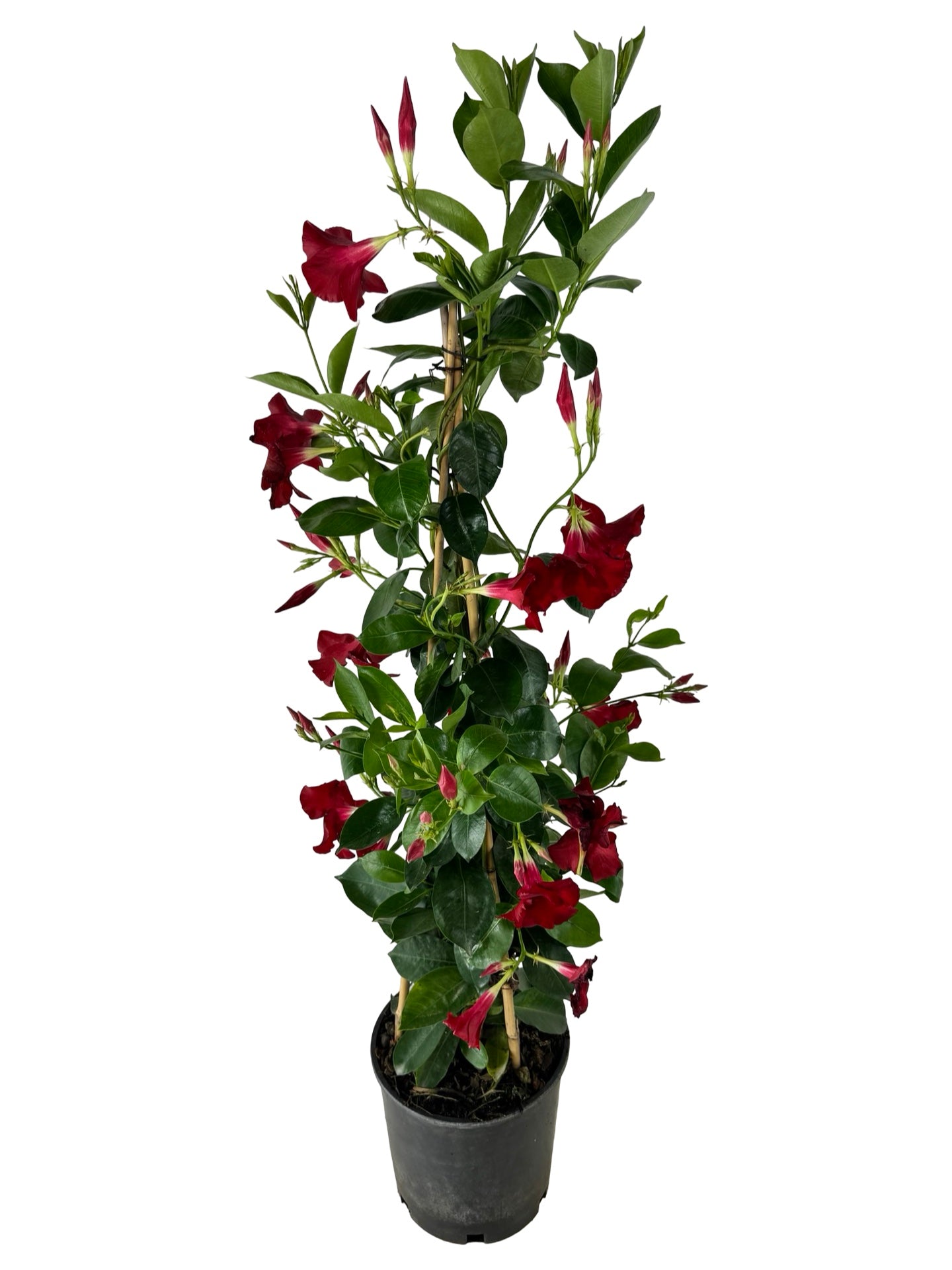 Mandevilla Sundenia® 'Red Improved - Tropical Plants
