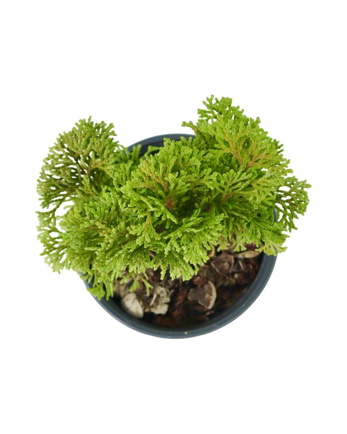 Chamaecyparis obtusa 'Kosteri' - Shrubs