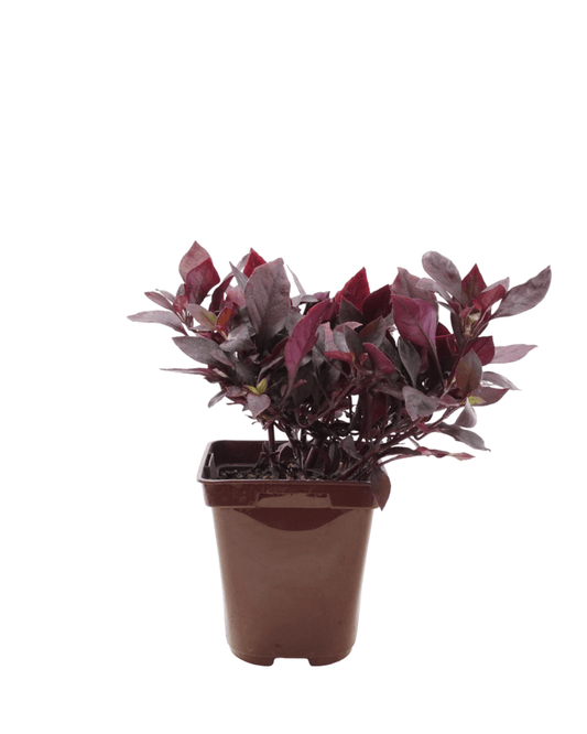 Alternanthera 'Purple Prince' - The Garden Corner