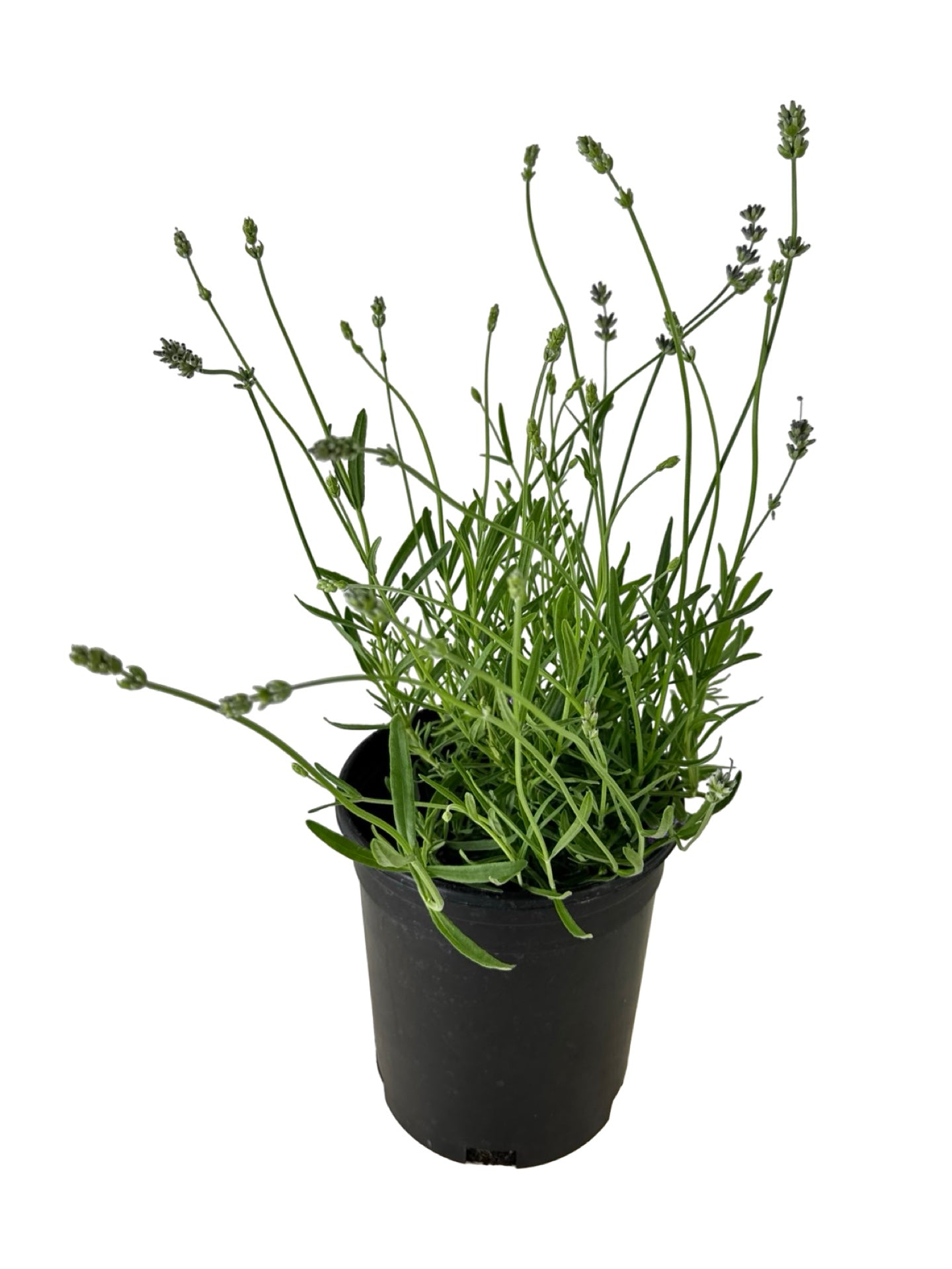 Lavandula angustifolia 'Buena Vista' - Herbs and Vegetables