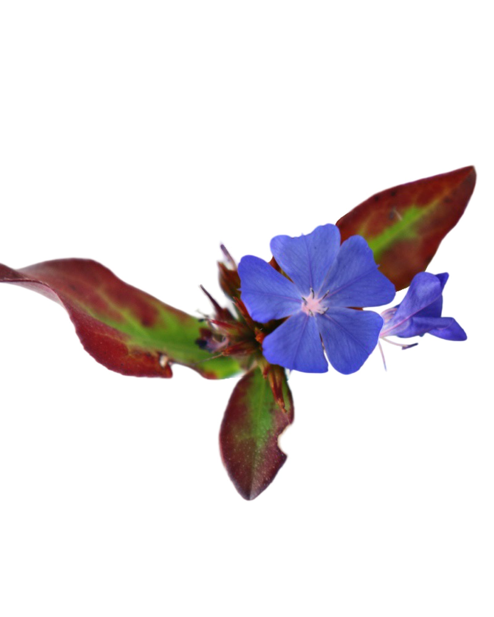 Ceratostigma plumbaginoides - Perennials