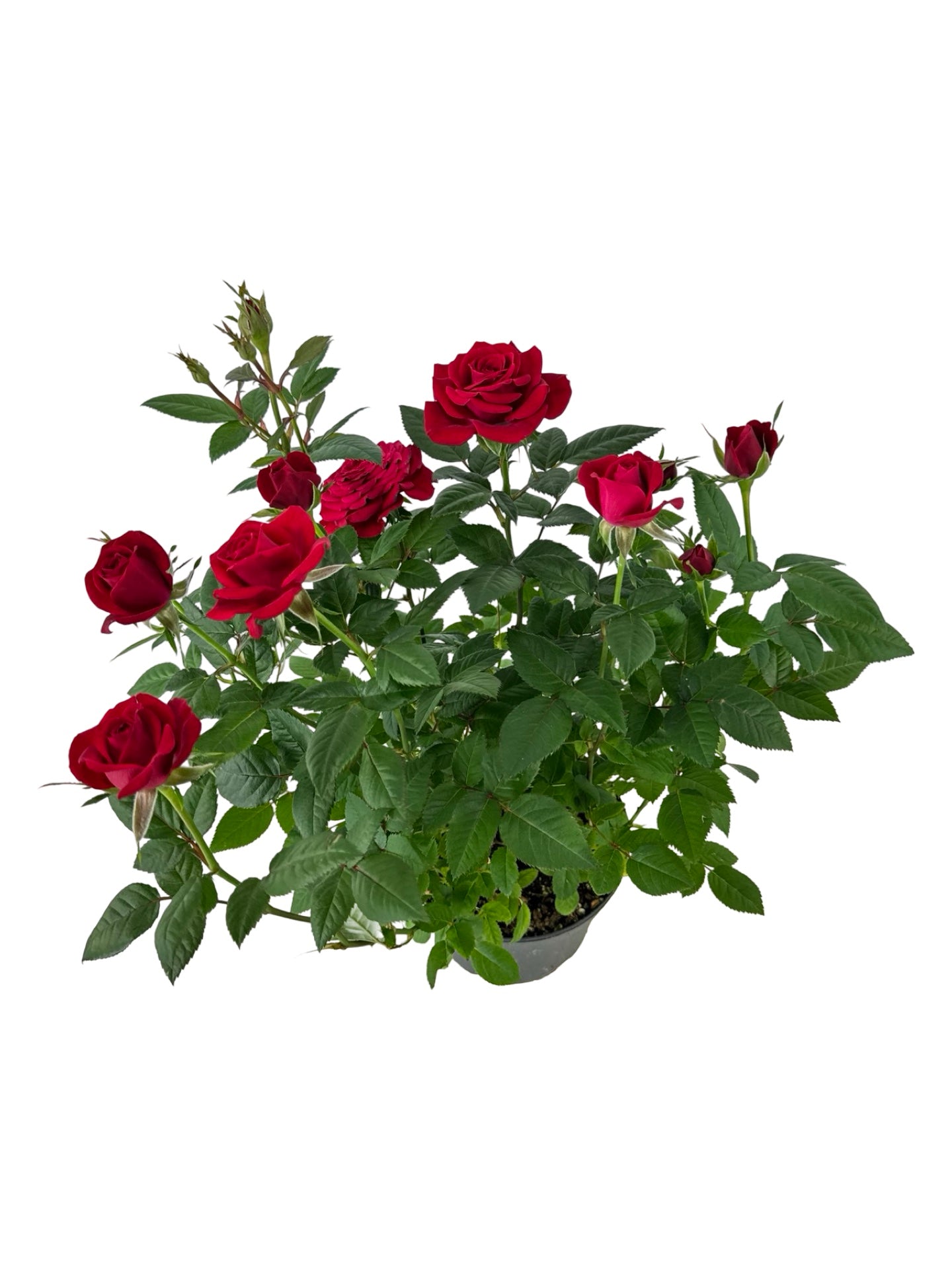 Rosa assorted 'Mini' - House Plants