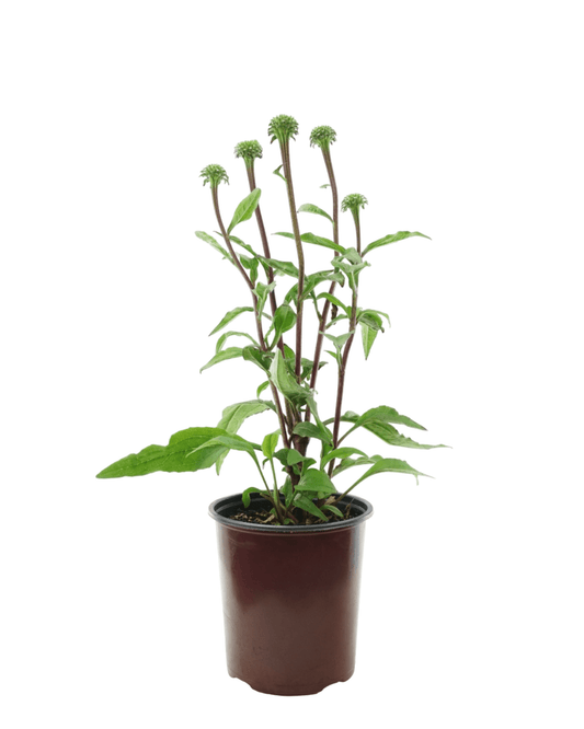Echinacea 'Sweet Sandia' - The Garden Corner