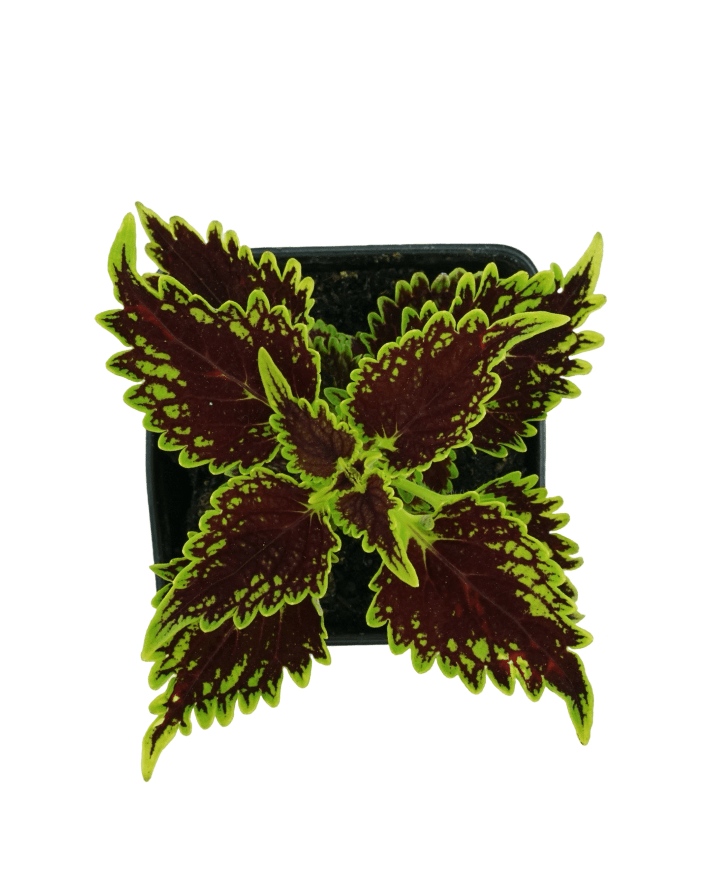 Coleus 'Bourbon Street'