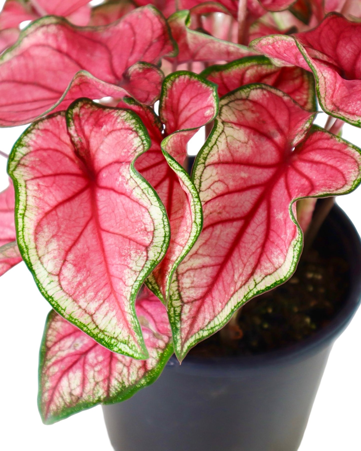 Caladium 'Puppy Love' - House Plants