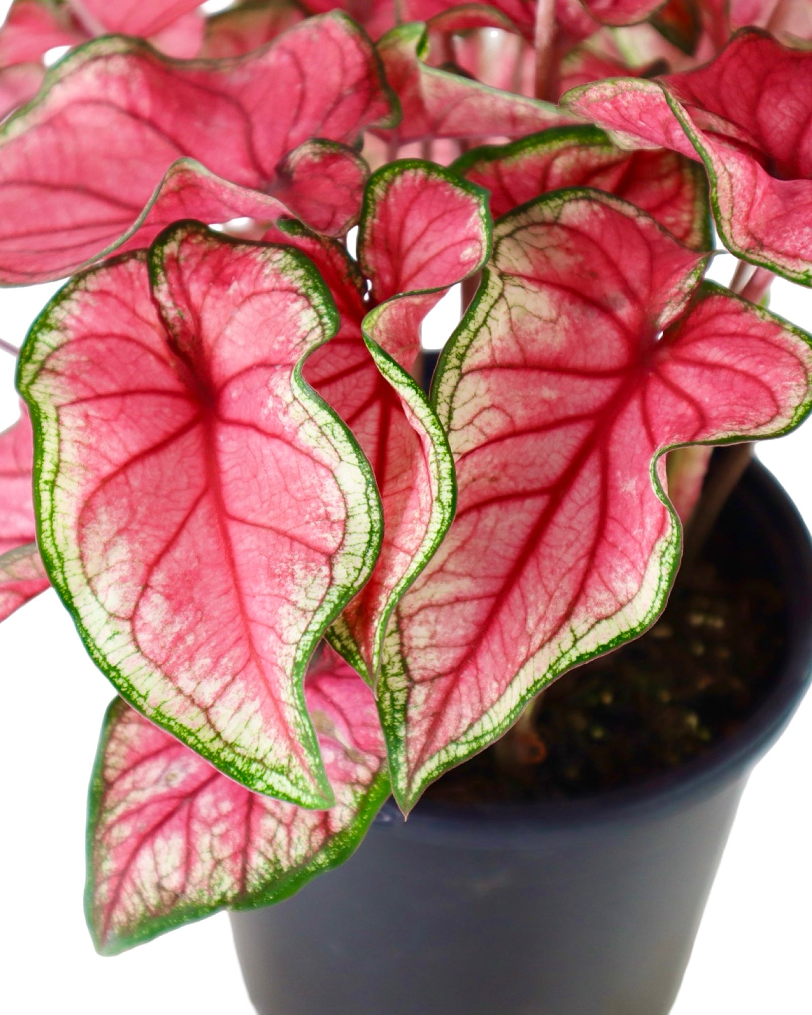 Caladium 'Puppy Love' - House Plants