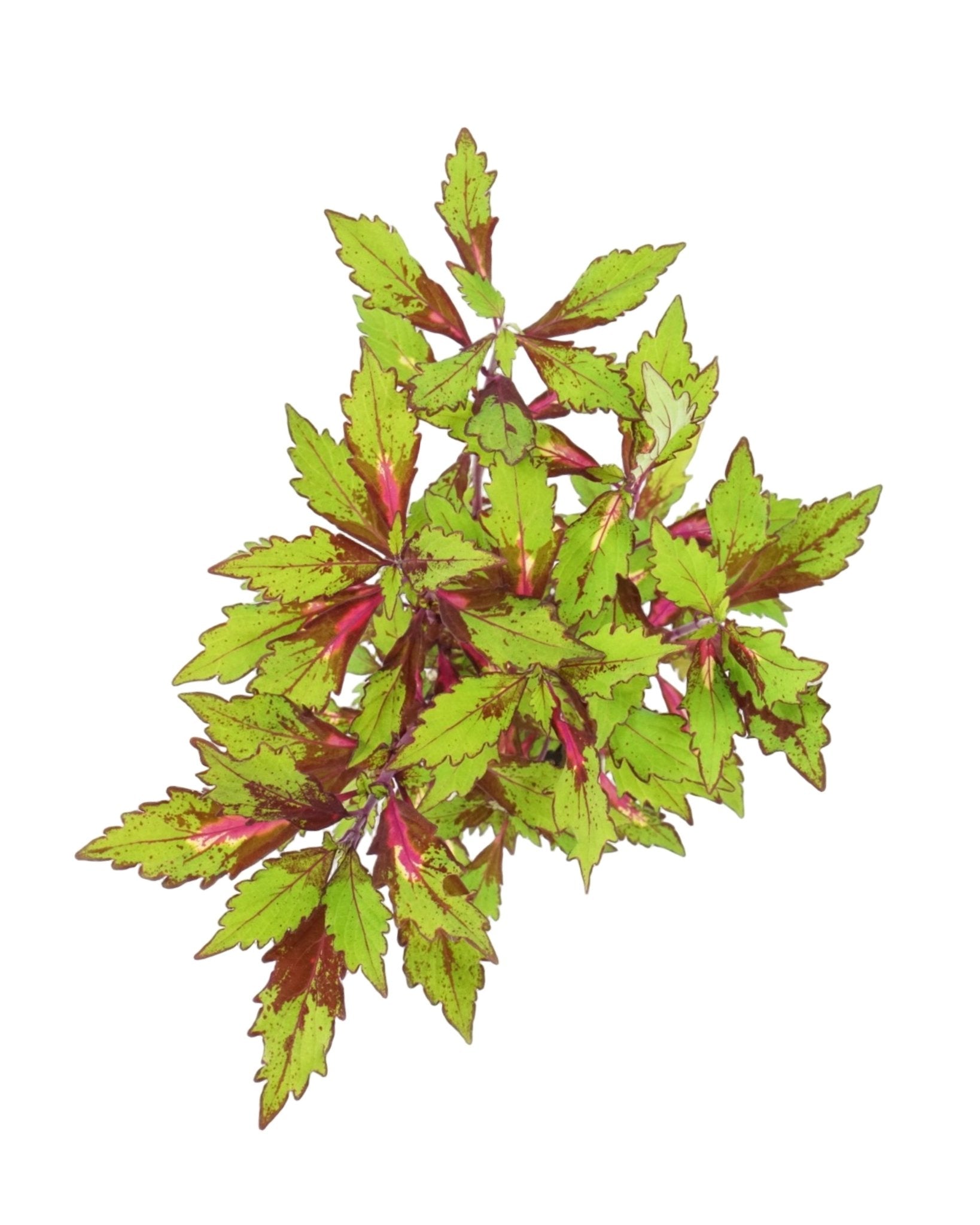 Coleus 'Special Effects' - The Garden Corner