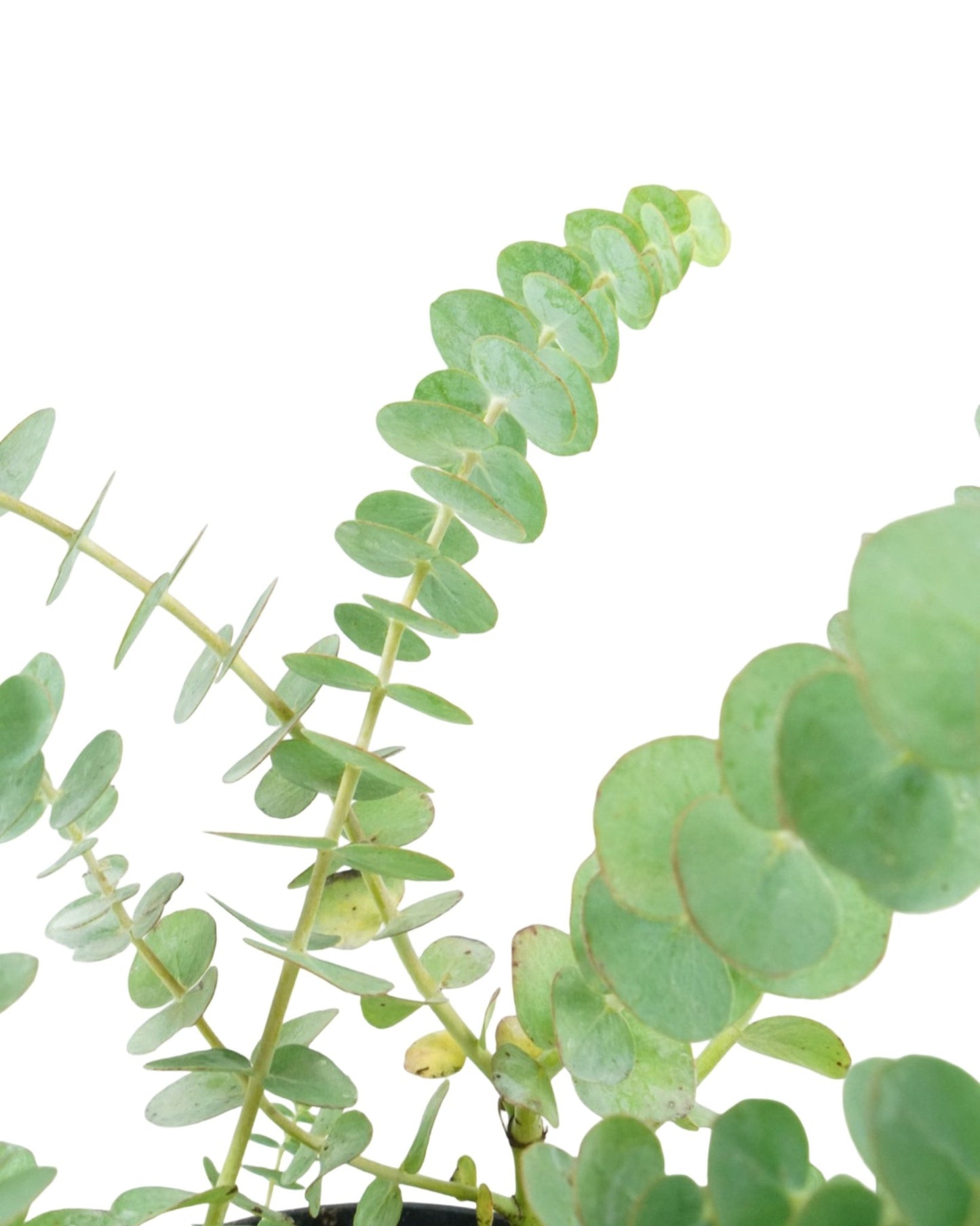 Eucalyptus pulverulenta ssp. 'Baby Blue' - The Garden Corner