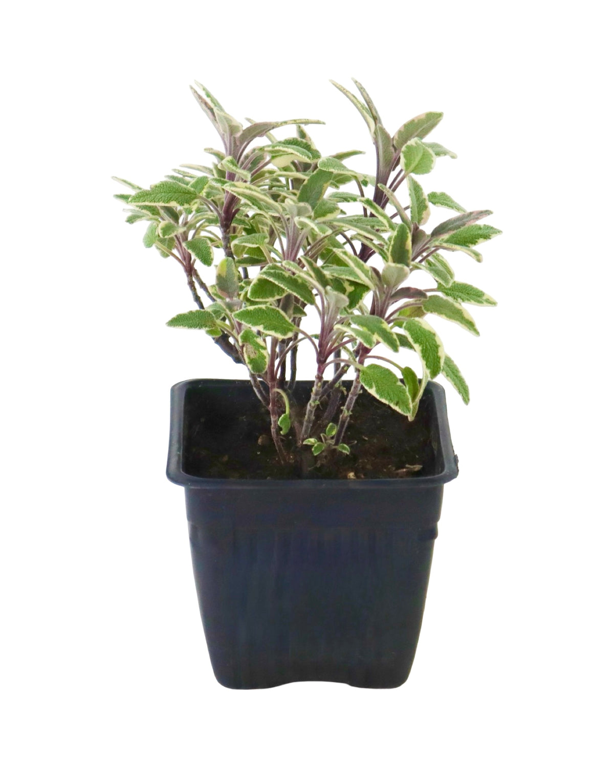 Sage 'Tricolor' - Herbs and Vegetables