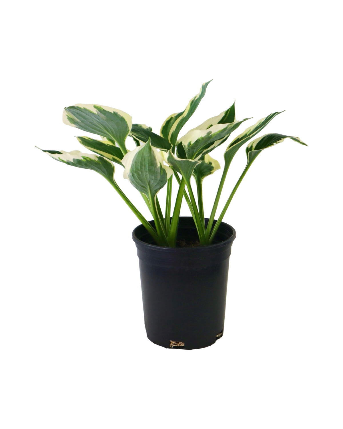 Hosta 'Minuteman' - Perennials