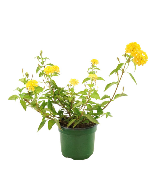 Lantana 'Landmark Gold' - The Garden Corner