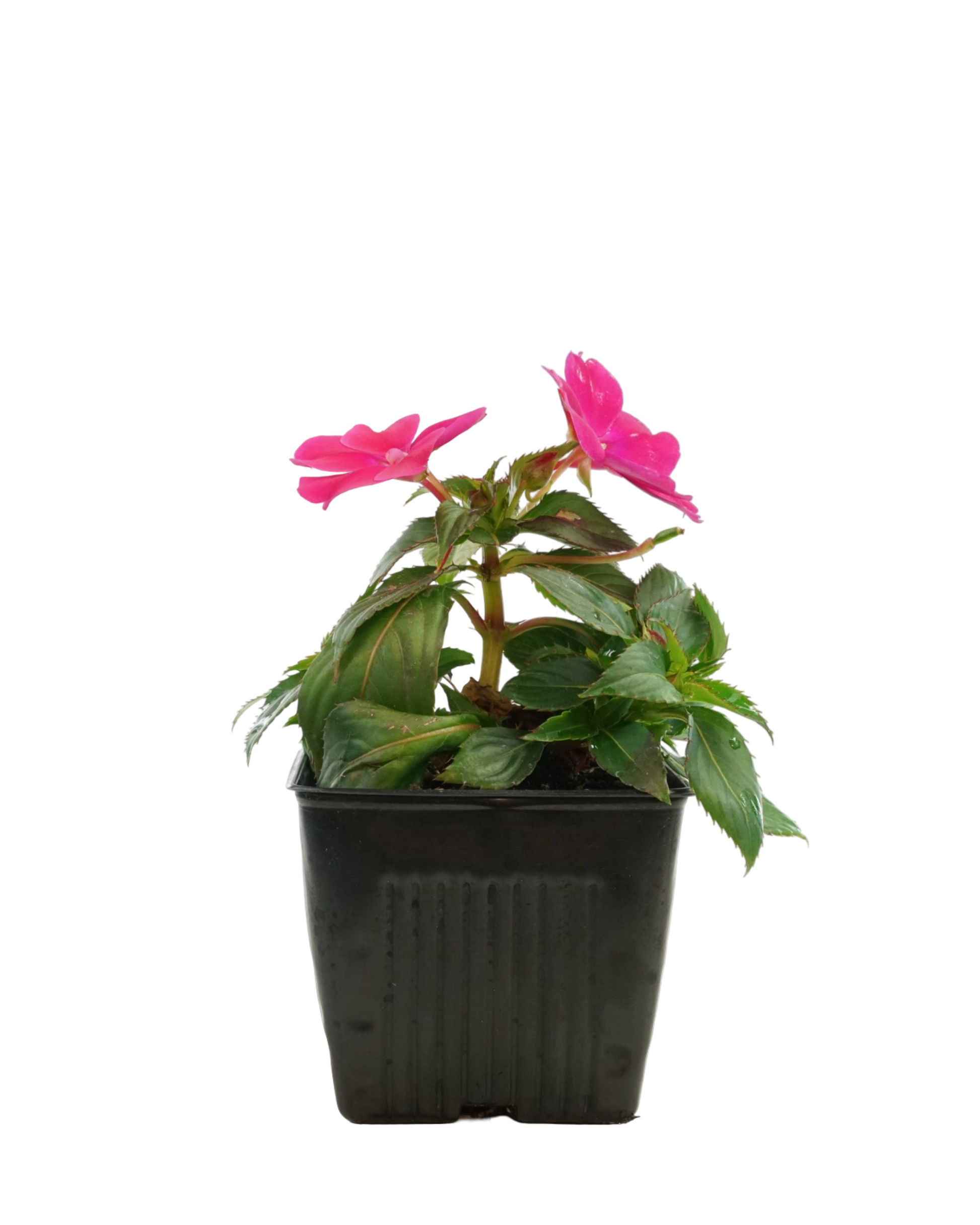 Sunpatiens 'Compact Rose Glow' - Annuals