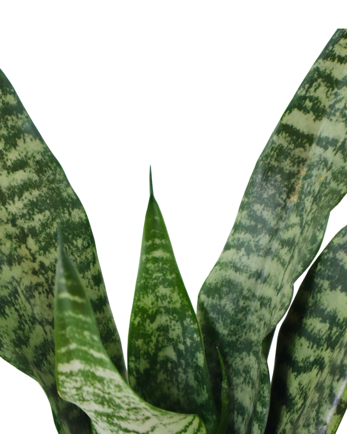 Sansevieria robusta - House Plants
