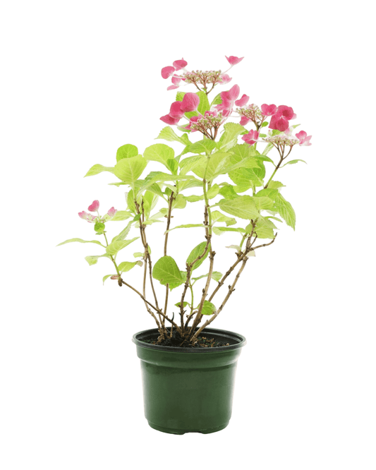 Hydrangea macrophylla 'Bloomables Cherry Explosion' - The Garden Corner
