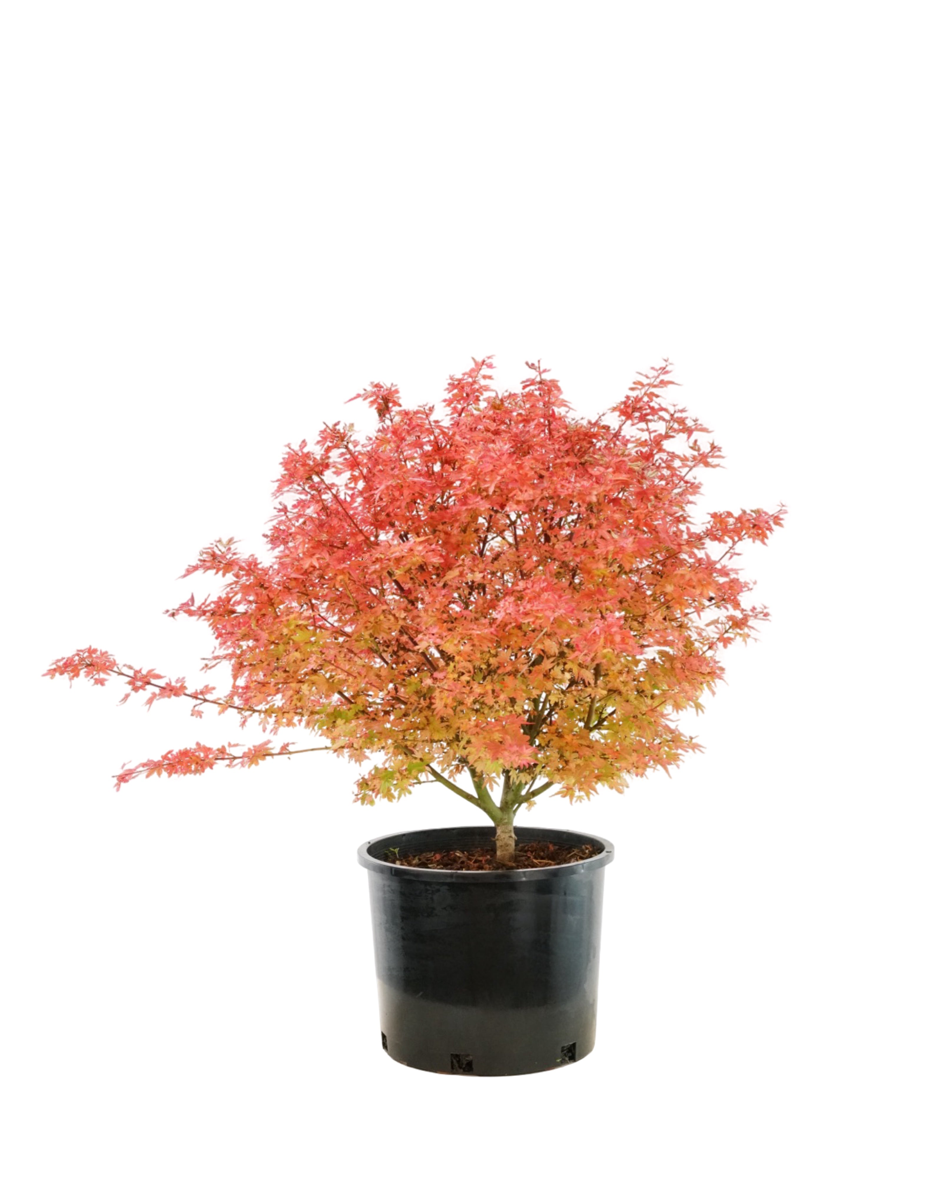 Acer palmatum 'Koto Maru' – The Garden Corner