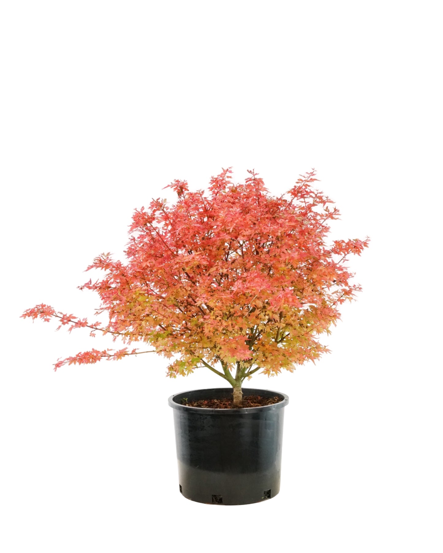 Acer palmatum 'Koto Maru'