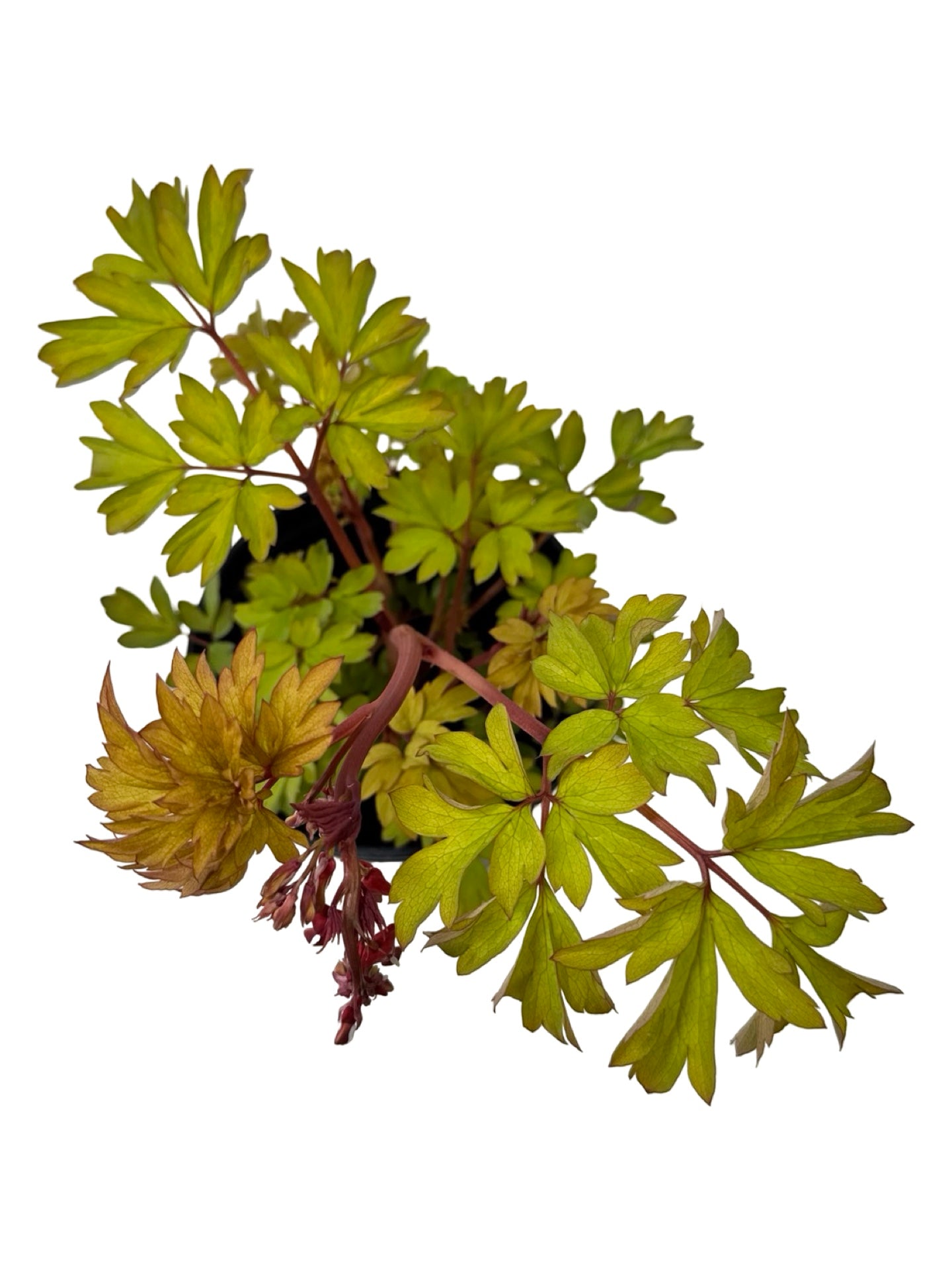 Dicentra 'Ruby Gold' - Perennials
